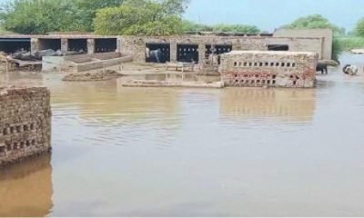 High level flood warning in Chenab river in next 24 hours