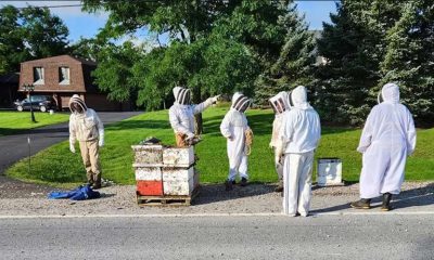 5 million bees fall off truck in Canada