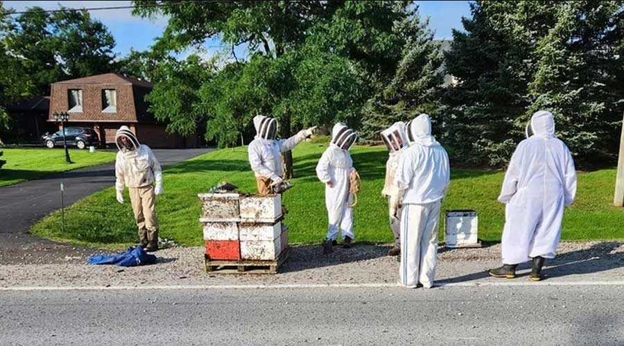 5 million bees fall off truck in Canada