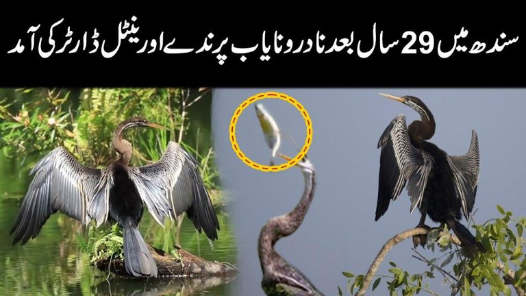 سندھ میں برسوں بعد نایاب پرندے اورینٹل ڈارٹر کی آمد
