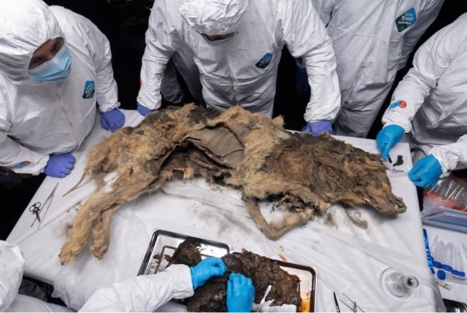 روس میں 44 ہزار سال قدیم منجمد بھیڑیئے کا پوسٹمارٹم
