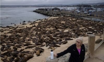 Hundreds of sea lions take over San Carlos Beach in California