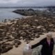 Hundreds of sea lions take over San Carlos Beach in California