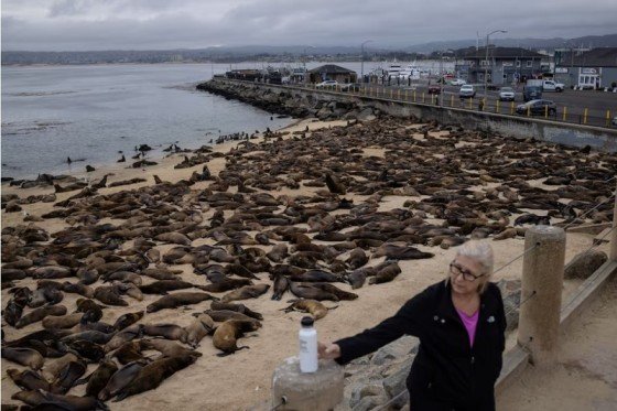 Hundreds of sea lions take over San Carlos Beach in California