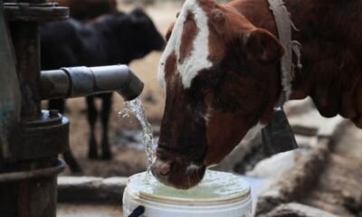 Villagers-help-their-livestock-with-drinking-water-from-a-borehole-as-zimbabwe-is-experiencing-an-el-nino-induced-drought